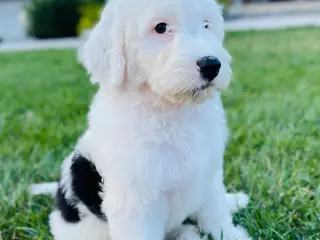 Sheepadoodle dogs Lily - Ad 17
