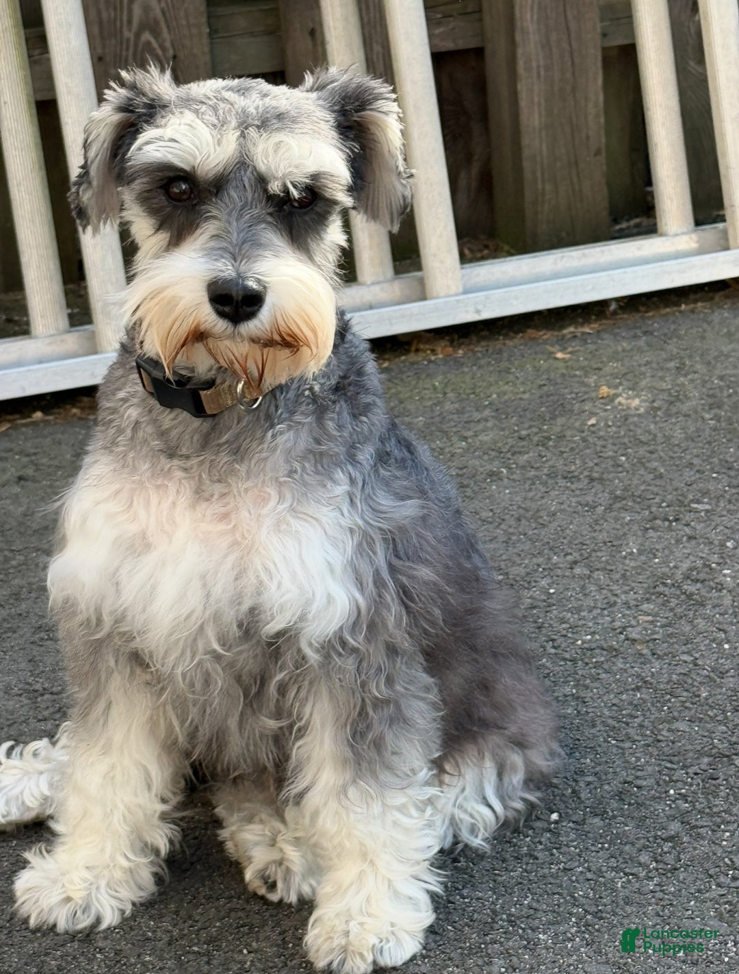 Miniature Schnauzer dogs for sale: Miniature Schnauzer Puppy 3 - Ad 10