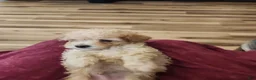 Toy Poodle dogs for sale: Toy Poodle Puppy 1 - Ad 5