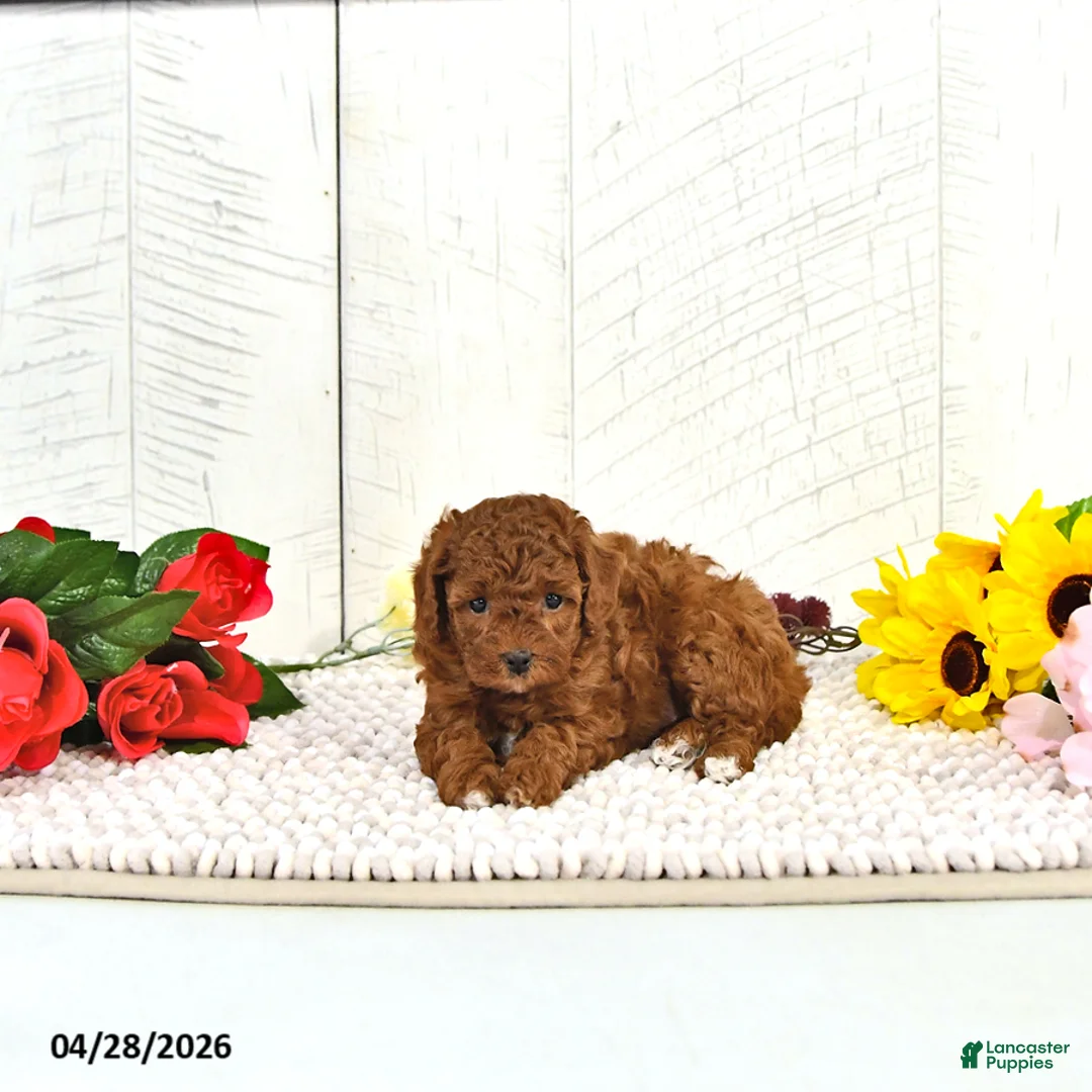 Miniature Poodle dogs for sale: Kallie - Ad 2