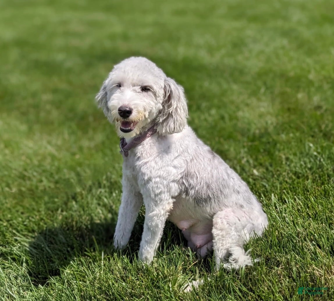 Mini Sheepadoodle dogs Jessabelle - Ad 2
