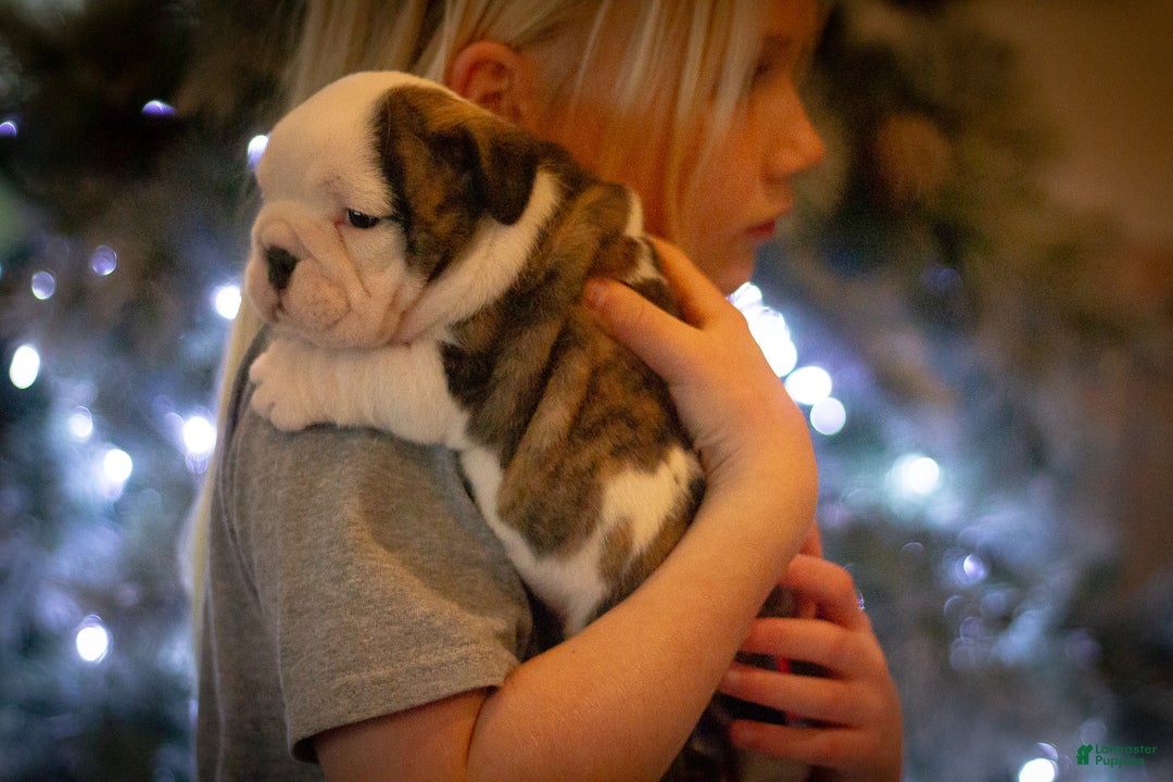 English Bulldog dogs for sale: Lucy - Ad 12