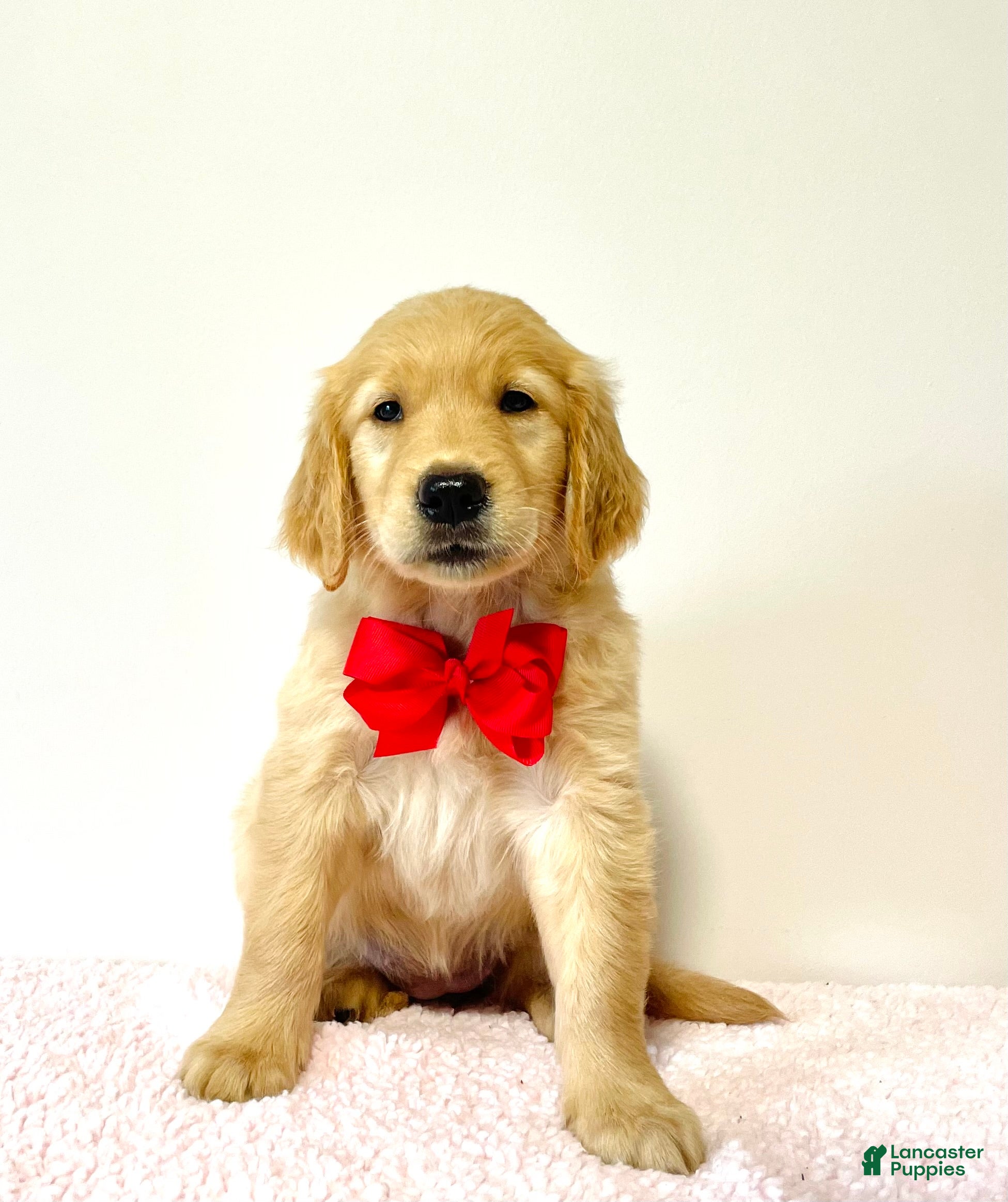 Golden Retriever dogs Dolly - Ad 2