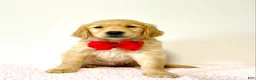 Golden Retriever dogs for sale: Dolly - Ad 2