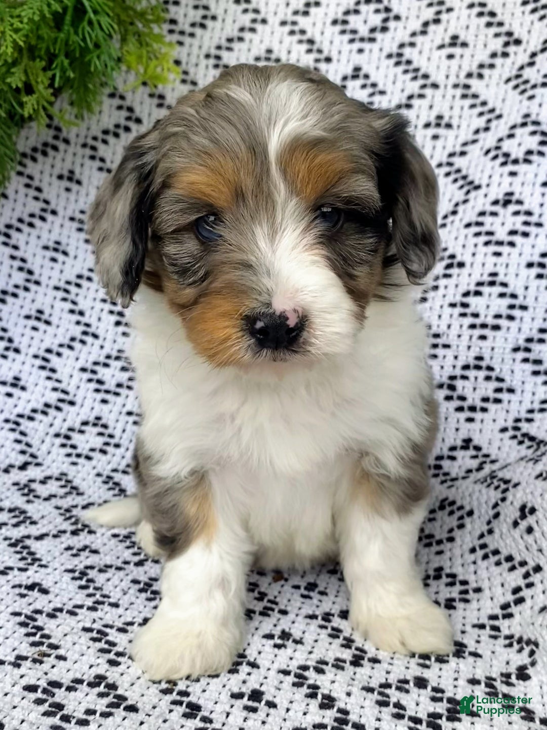 Mini Aussiedoodle dogs for sale: Bella - Ad 2