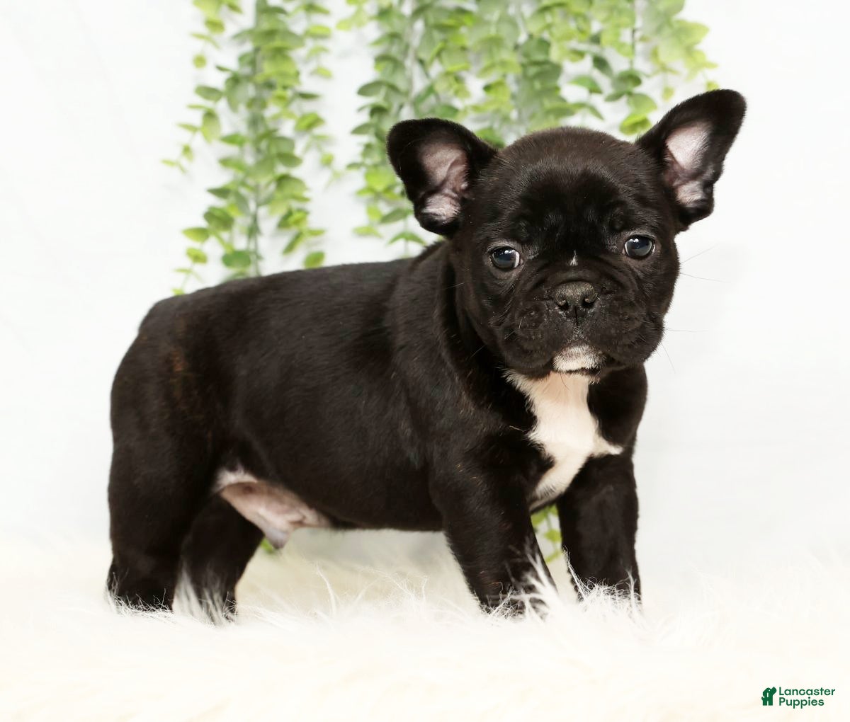 Frenchton dogs Vick - Ad 9