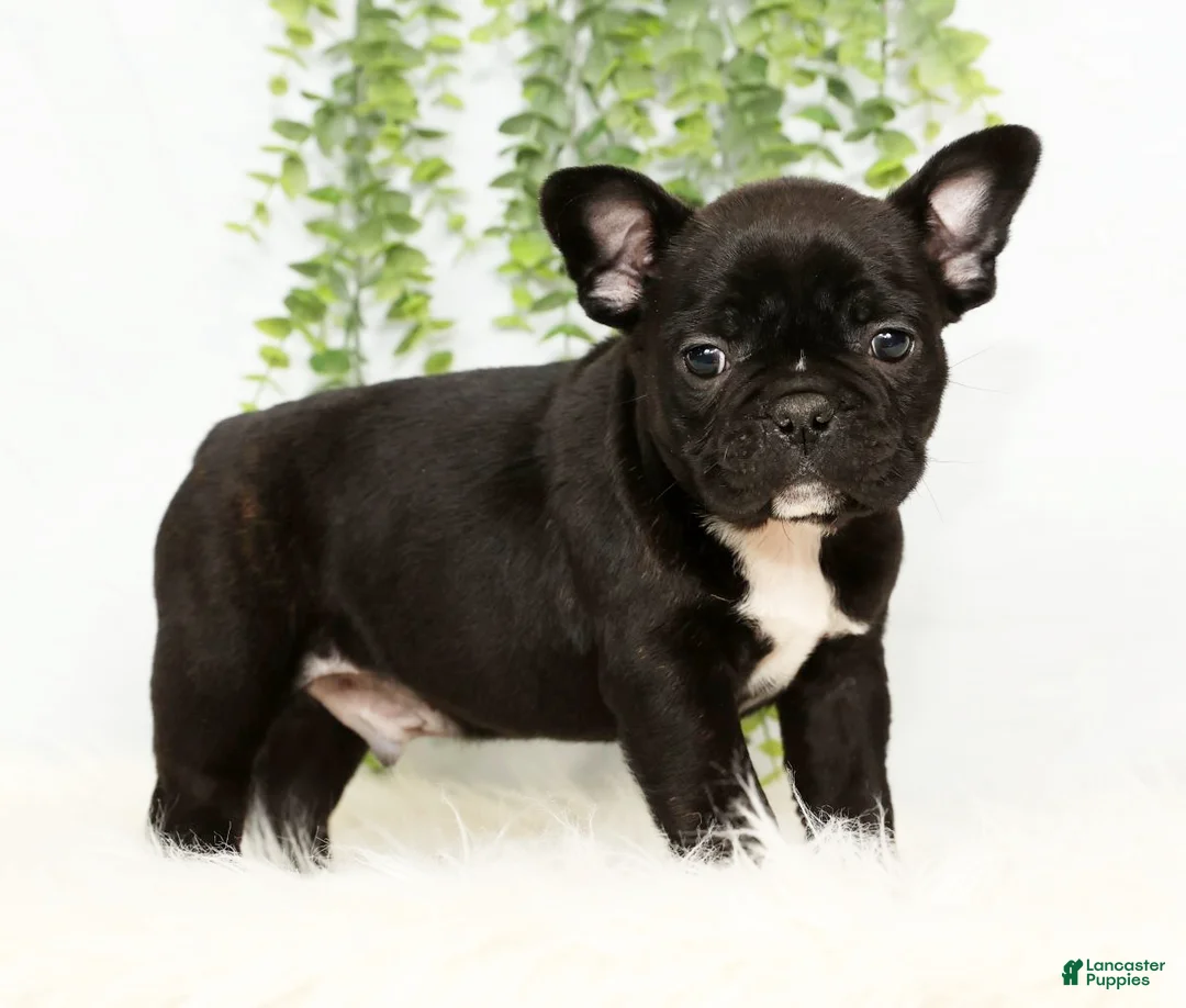 Frenchton dogs for sale: Vick - Ad 1
