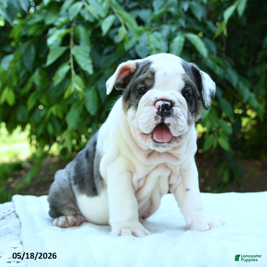 English Bulldog dogs Snowberry - Ad 2