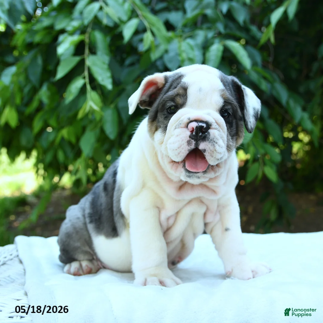 English Bulldog dogs for sale: Snowberry - Ad 2