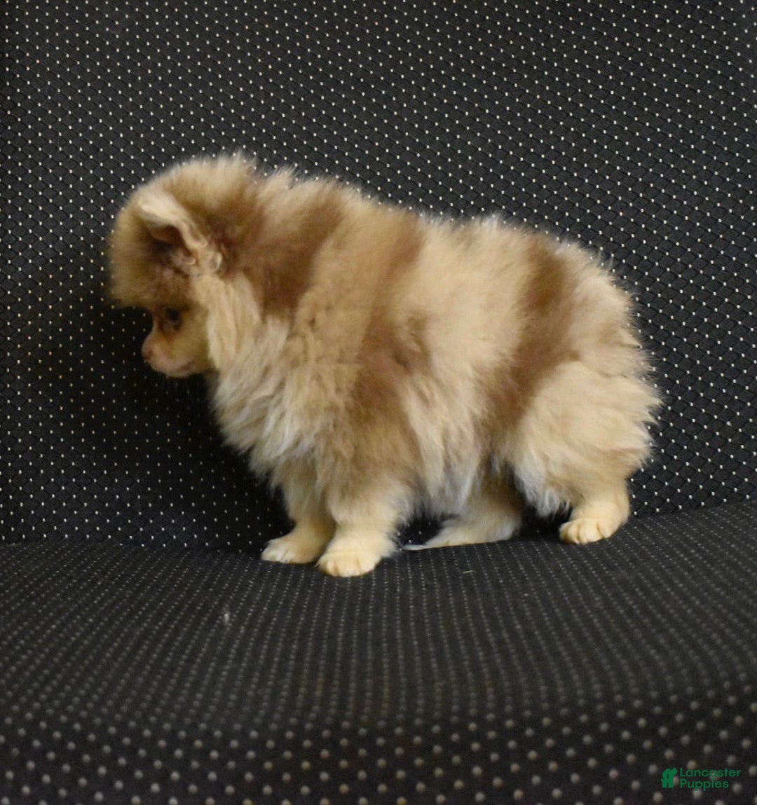 Pomeranian dogs for sale: Romeo lilac Merle puppy - Ad 3