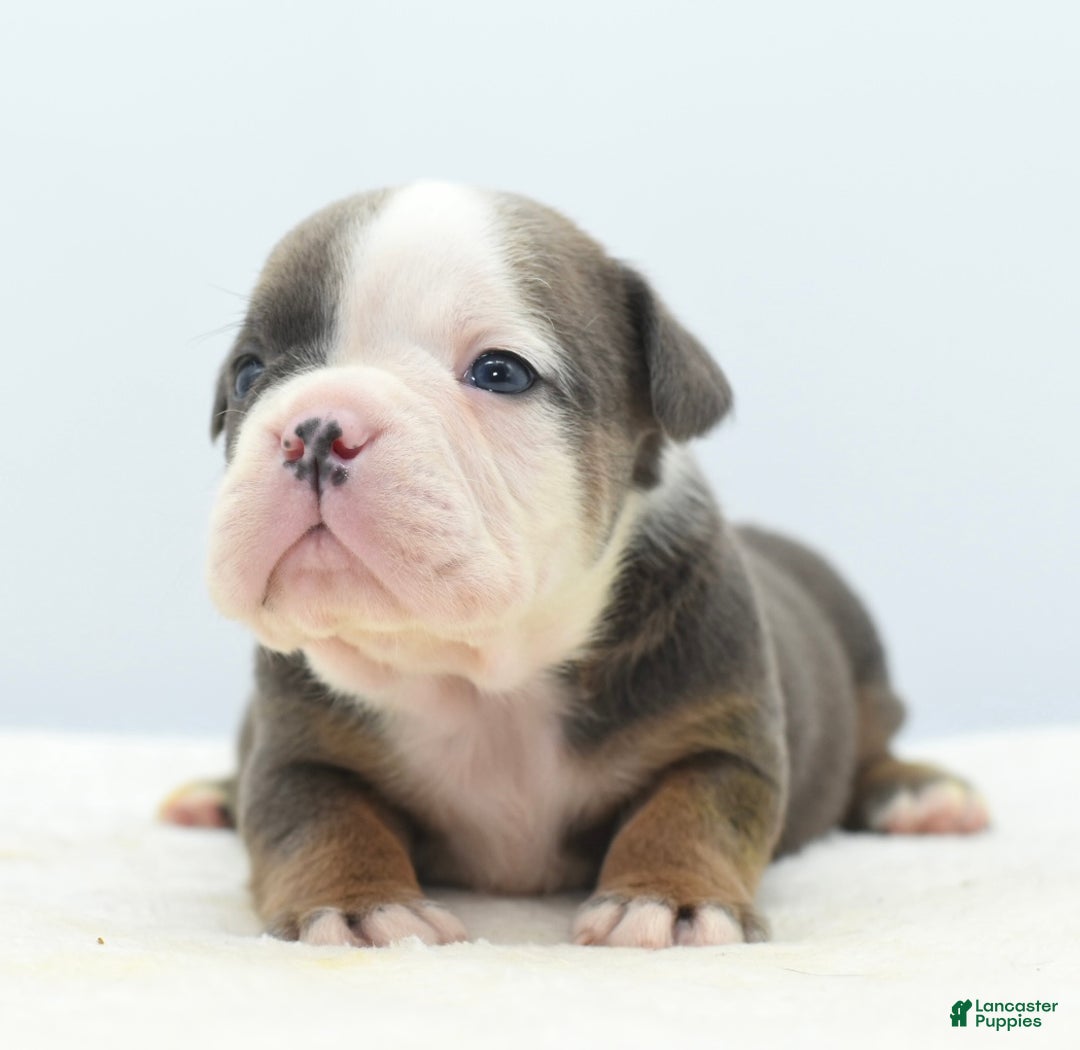 Mixed Breed dogs for sale: Duke mini bulldog  - Ad 4