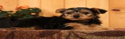 Yorkiepoo dogs for sale: Max - Ad 8