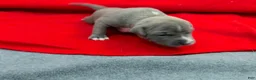 American Bully dogs for sale: American Bully 2 - Ad 2