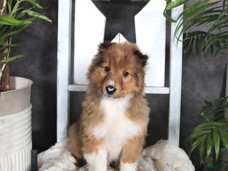 Shetland Sheepdog dogs Cooper - Ad 33