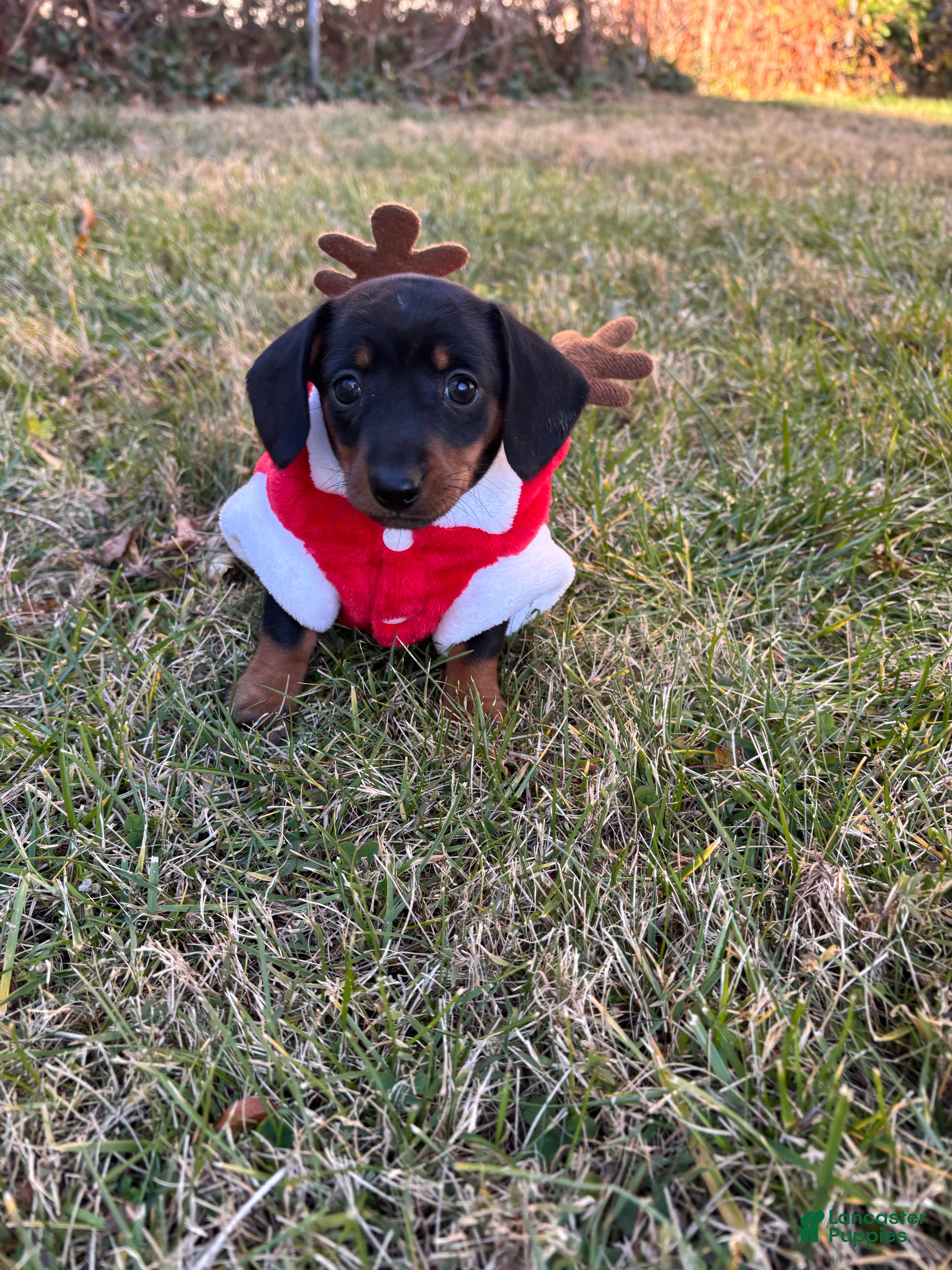 Miniature Dachshund dogs for sale: Shaggy - Ad 4