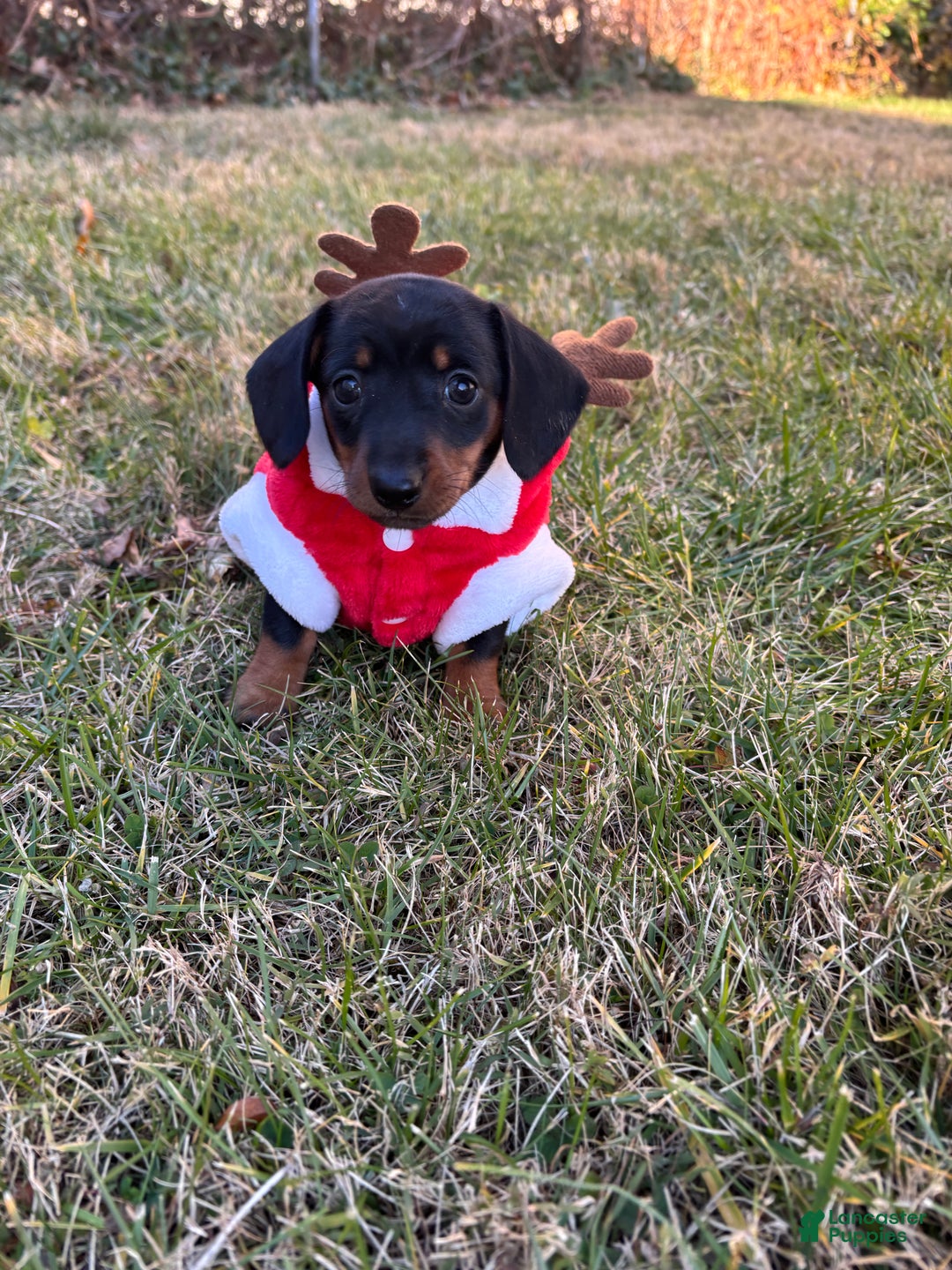 Miniature Dachshund dogs for sale: Shaggy - Ad 1