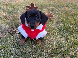 Miniature Dachshund dogs for sale: Shaggy - Ad 4
