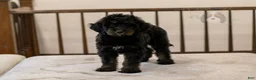 Bernedoodle dogs for sale: Olympic - Ready Now! - Ad 28