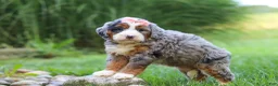 Mini Bernedoodle dogs for sale: Razzel - Ad 6