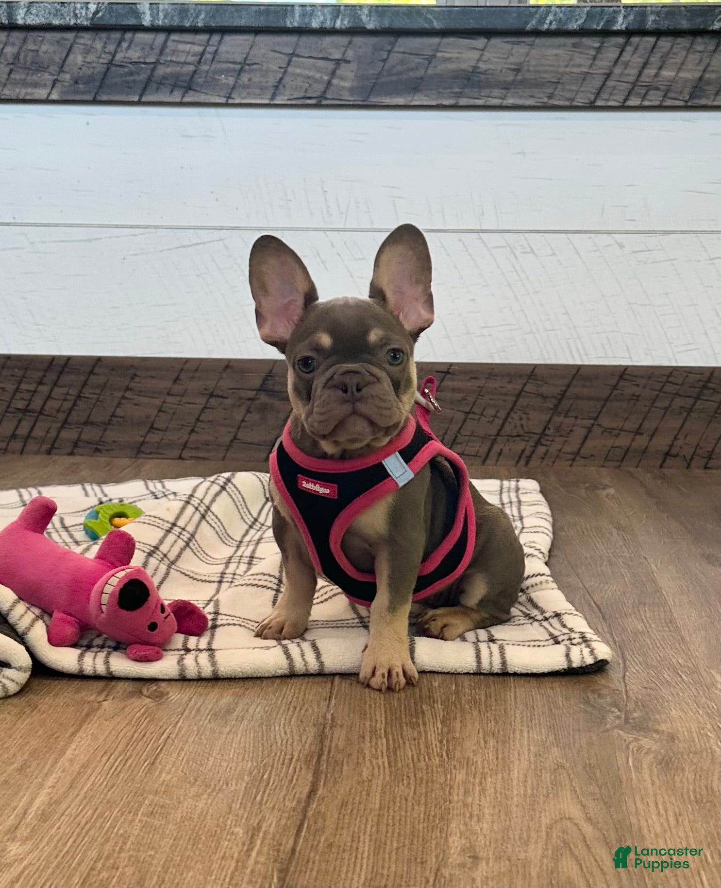 French Bulldog dogs Jade - Ad 1