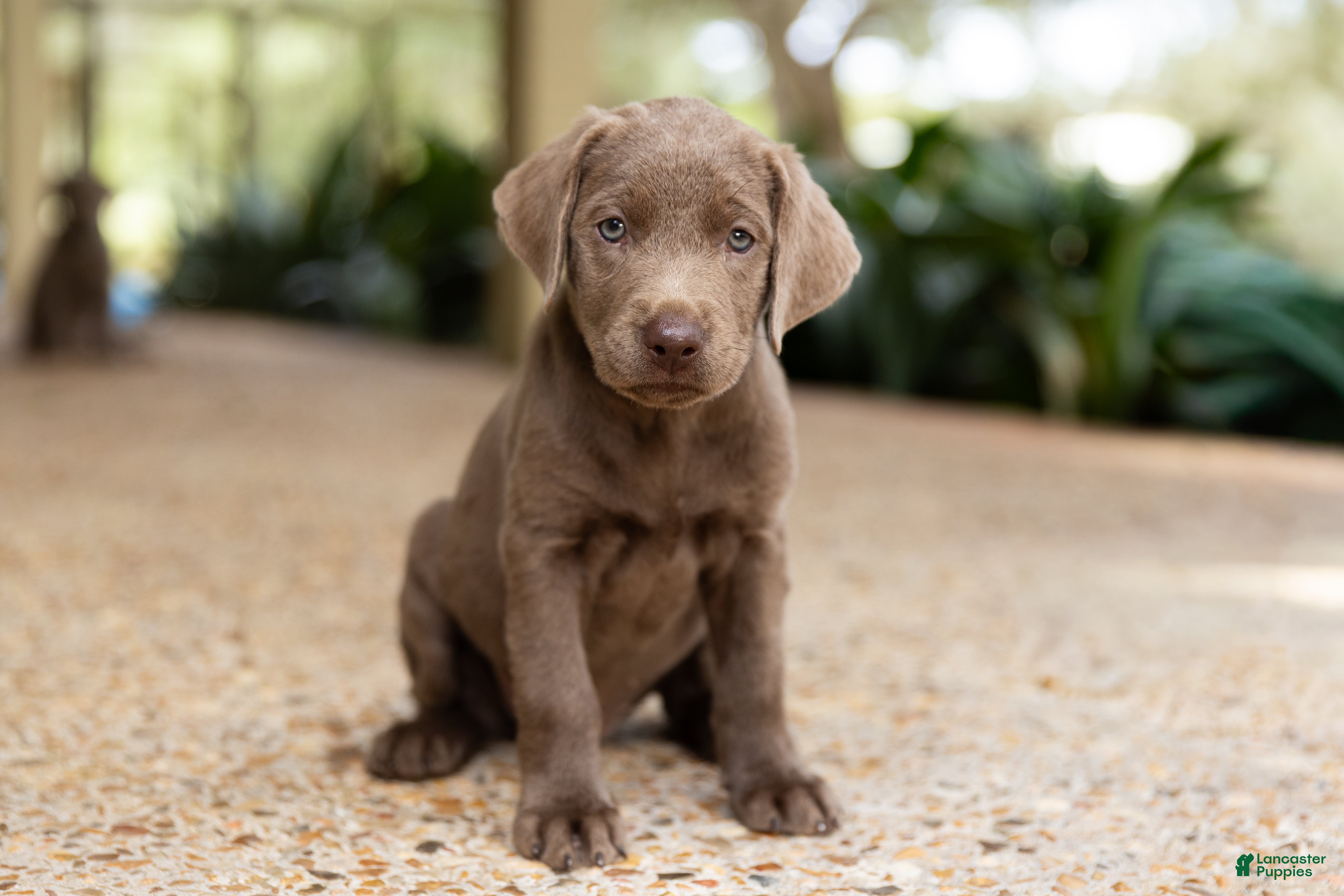 Labrador Retriever dogs for sale: Pink- Female - Ad 1
