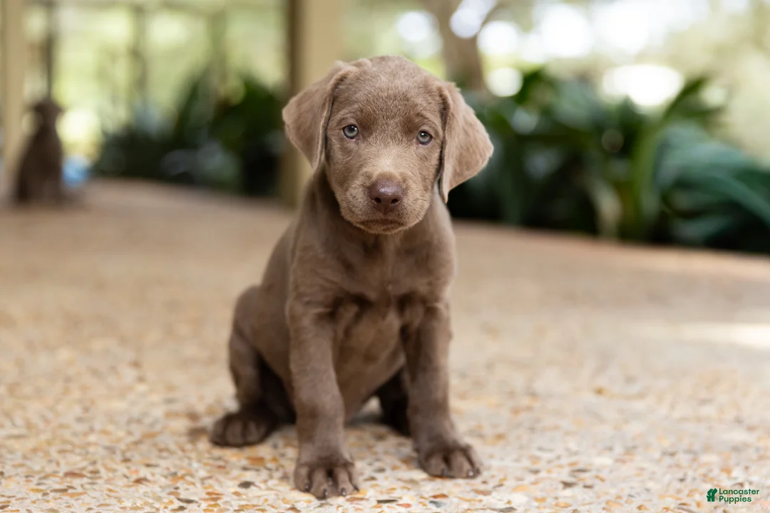 Labrador Retriever dogs for sale: Pink- Female - Ad 1