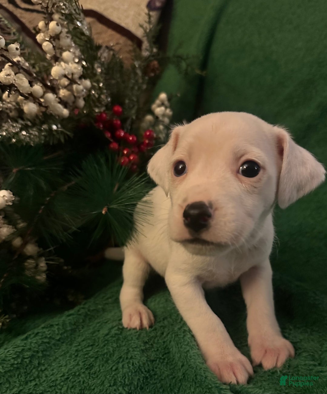 Jack Russell Terrier dogs for sale: Sugar - Ad 1