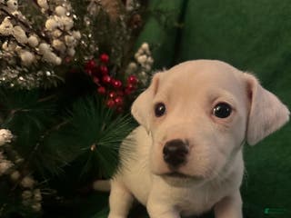 Jack Russell Terrier dogs Sugar - Ad 38