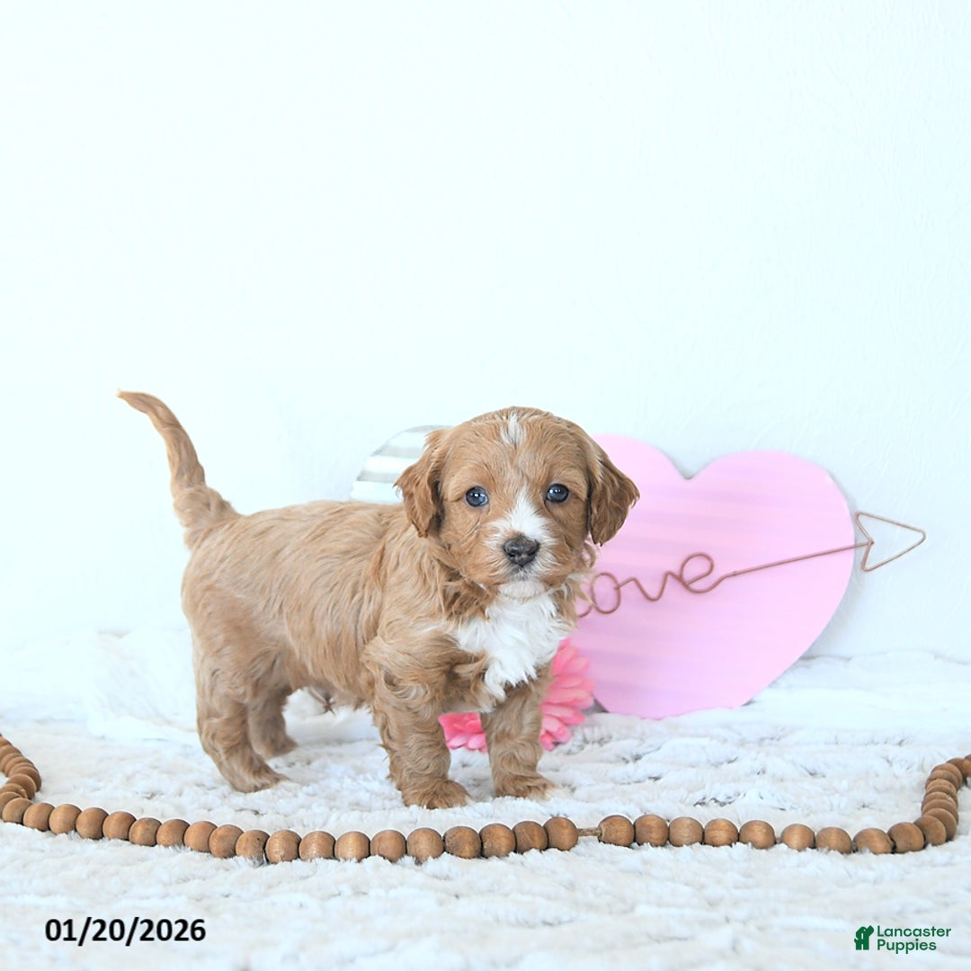 Mini Goldendoodle dogs for sale: Finn - Ad 1
