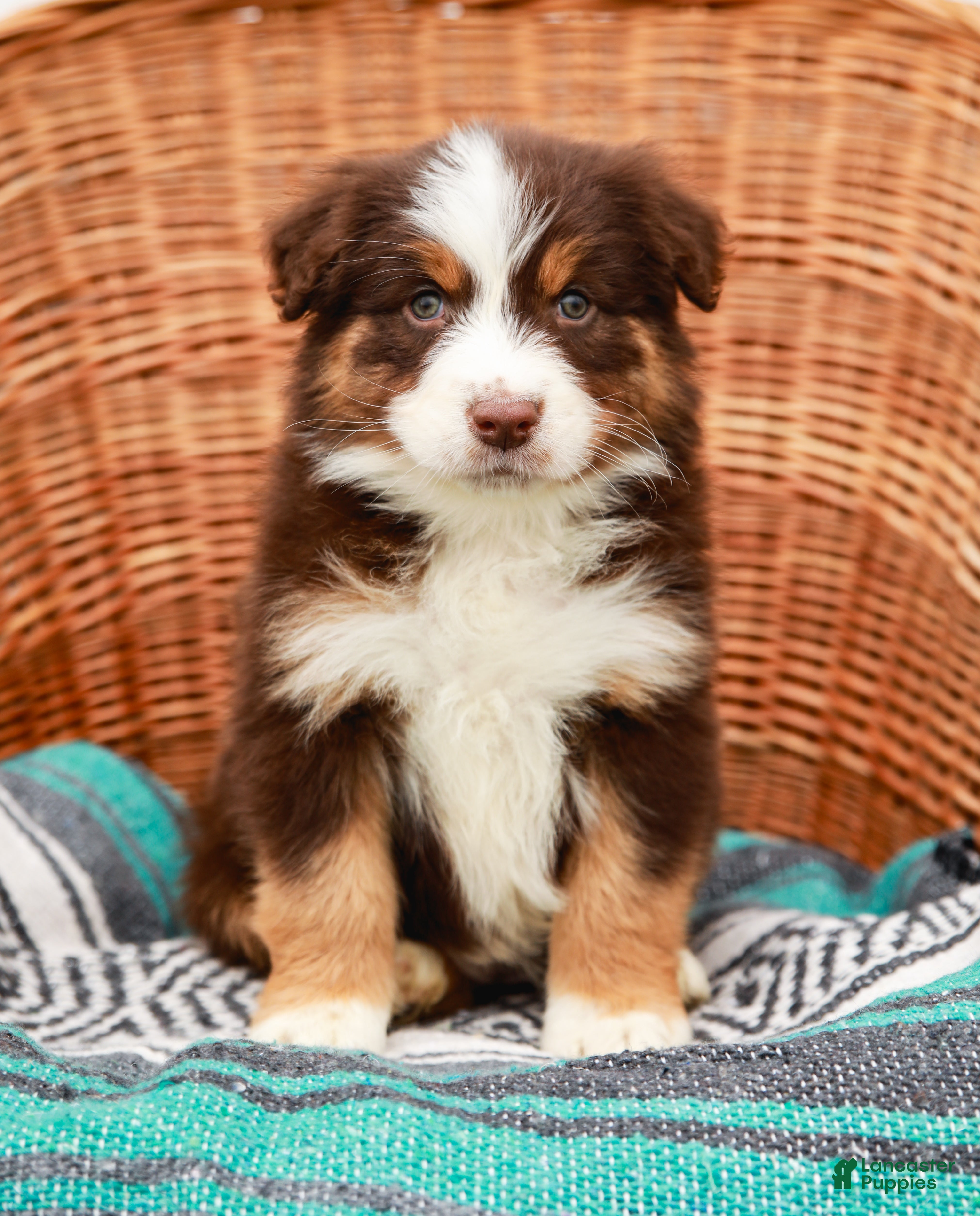 Australian Shepherd dogs Reba - Ad 2