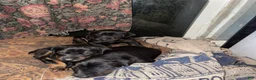 Doberman Pinscher dogs for sale: Doberman Pinscher Puppy 4 - Ad 4