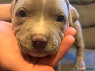 American Pit Bull Terrier dogs American Pit Bull Terrier Puppy 1 - Ad 8