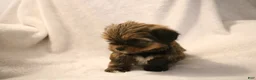 Shorkie dogs for sale: Becca - Ad 8