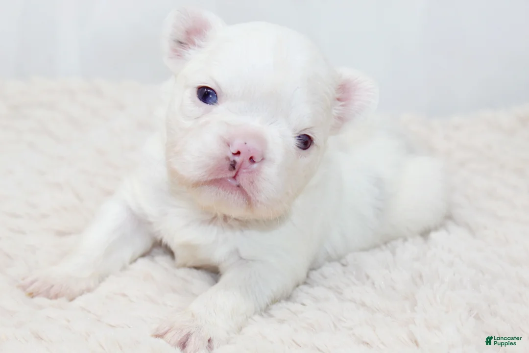 French Bulldog dogs for sale: Kamilla-Full Fluffy Choc & Tan Koi w Testable - Ad 10