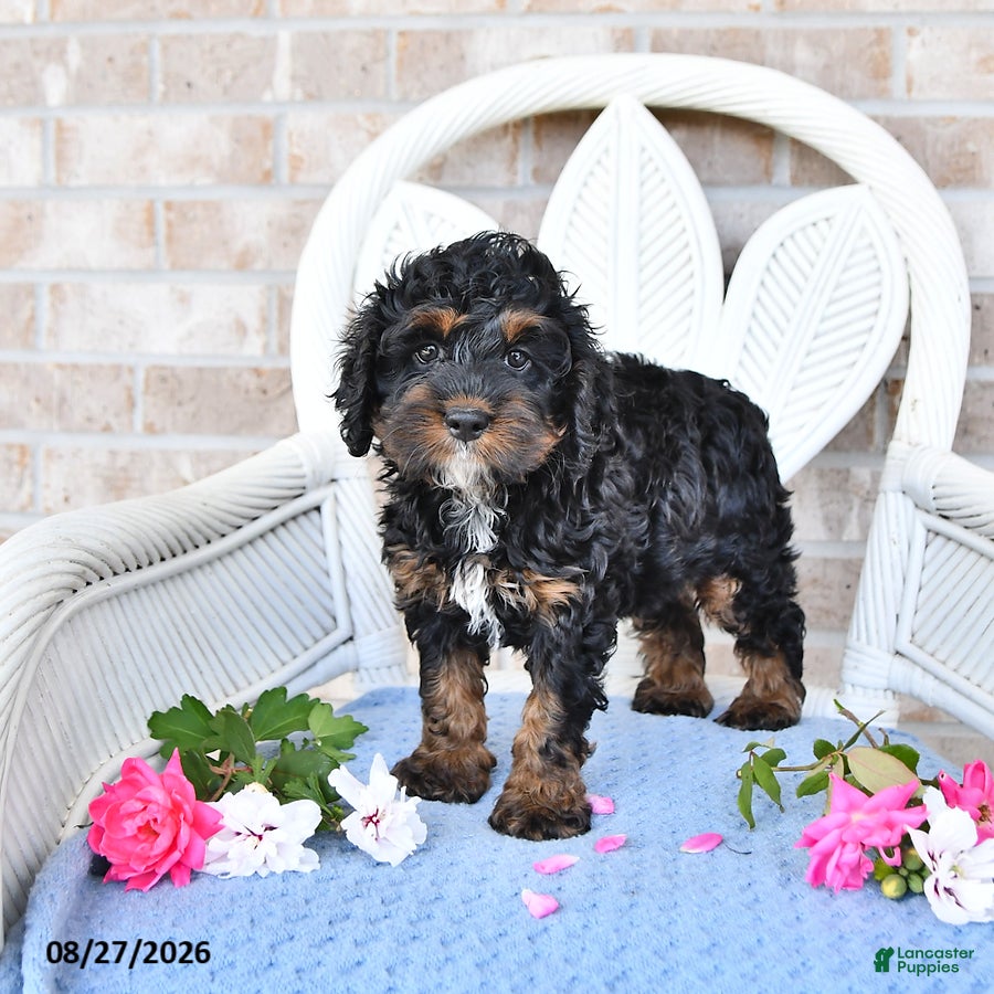 Cockapoo dogs Violet - Ad 2