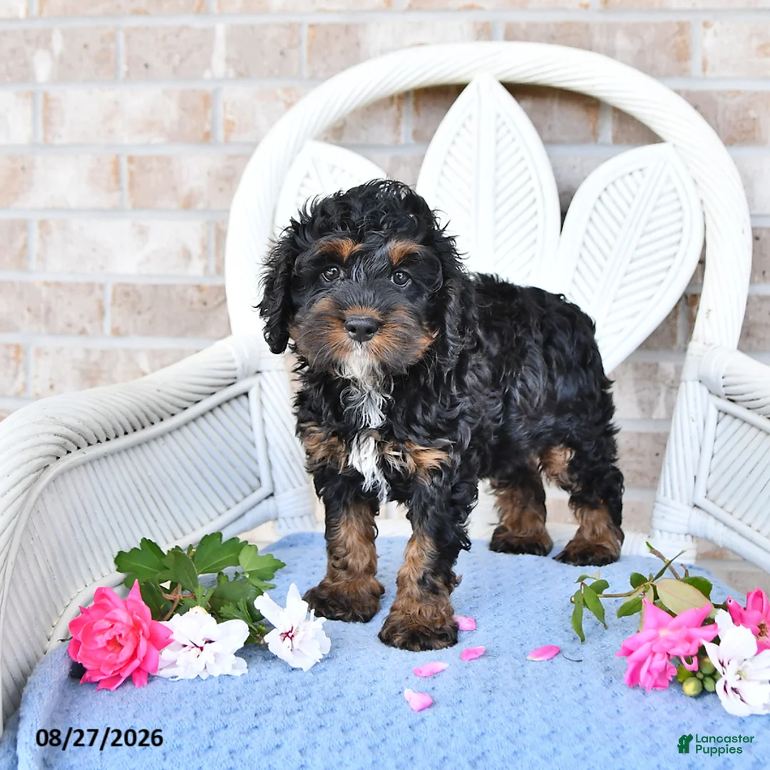 Cockapoo dogs for sale: Violet - Ad 2