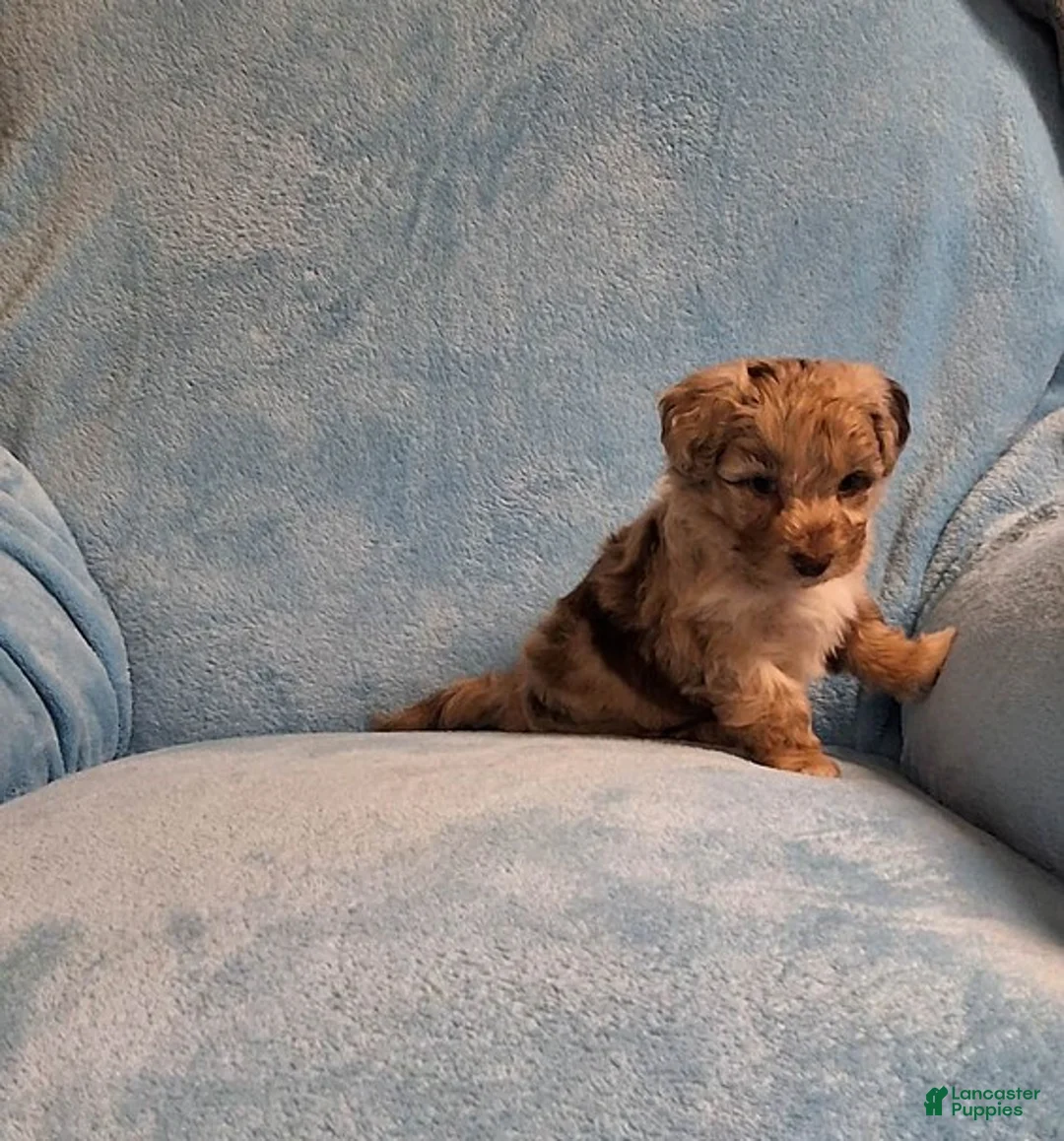 Mini Aussiedoodle dogs for sale: Riley - Ad 2
