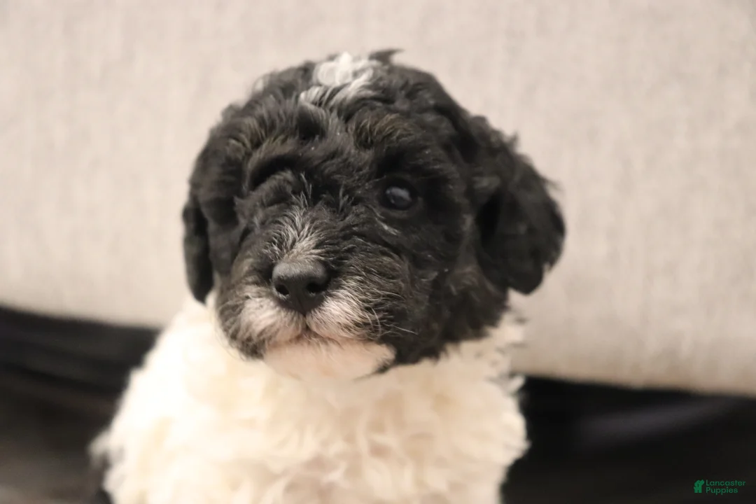 Miniature Poodle dogs for sale: Dakota - Ad 2