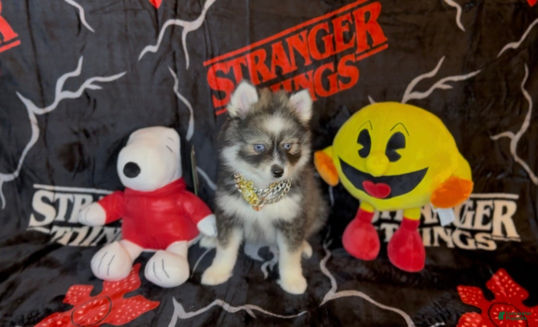Pomsky dogs for sale: Loki (Mini Pomsky Pup) will be less than 10lbs - Ad 10