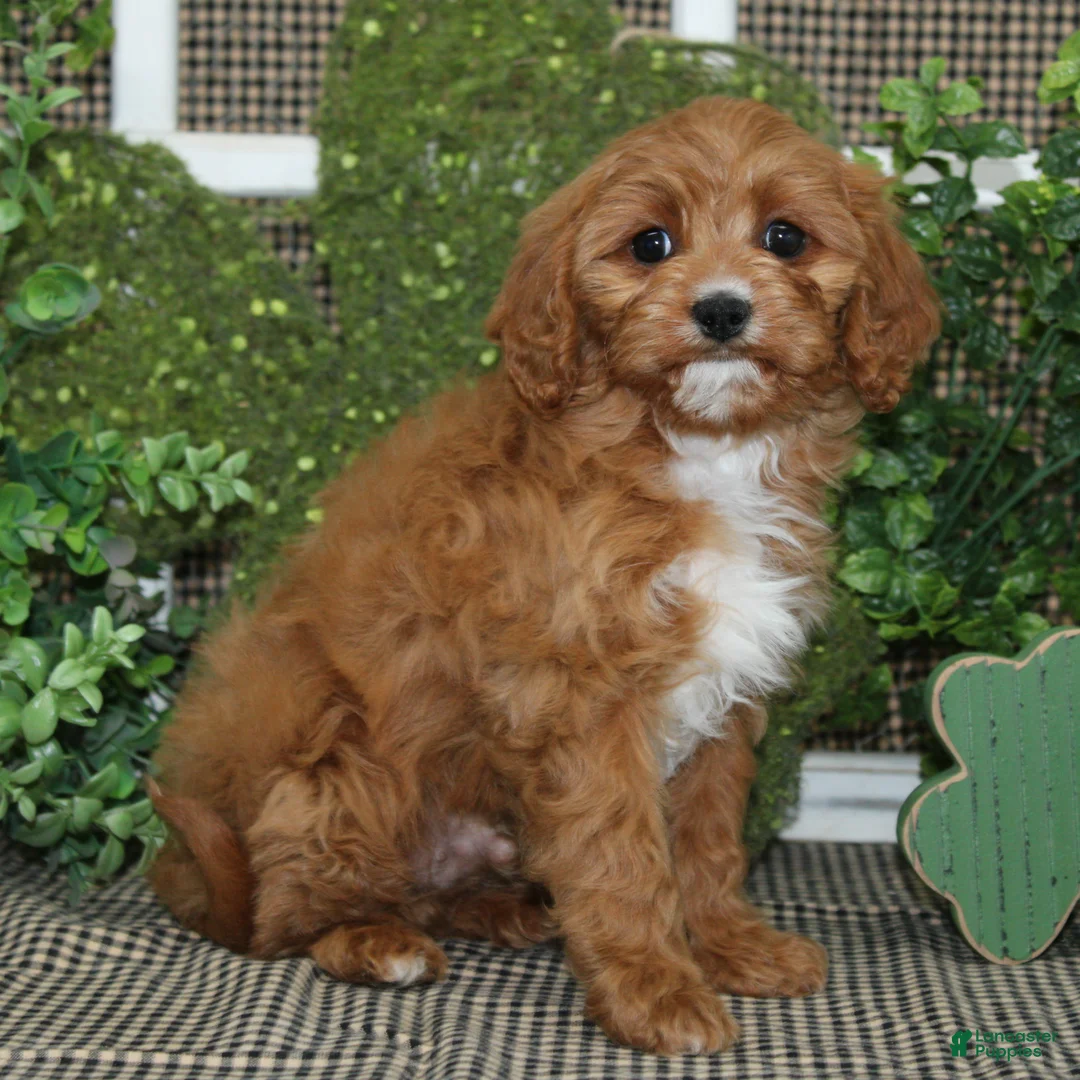 Cavapoo dogs for sale: Oliver - Ad 1