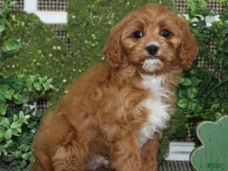 Cavapoo dogs Oliver - Ad 20