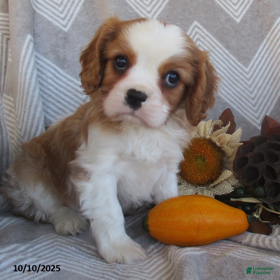 Cavalier King Charles Spaniel dogs for sale: Tyler - Ad 1