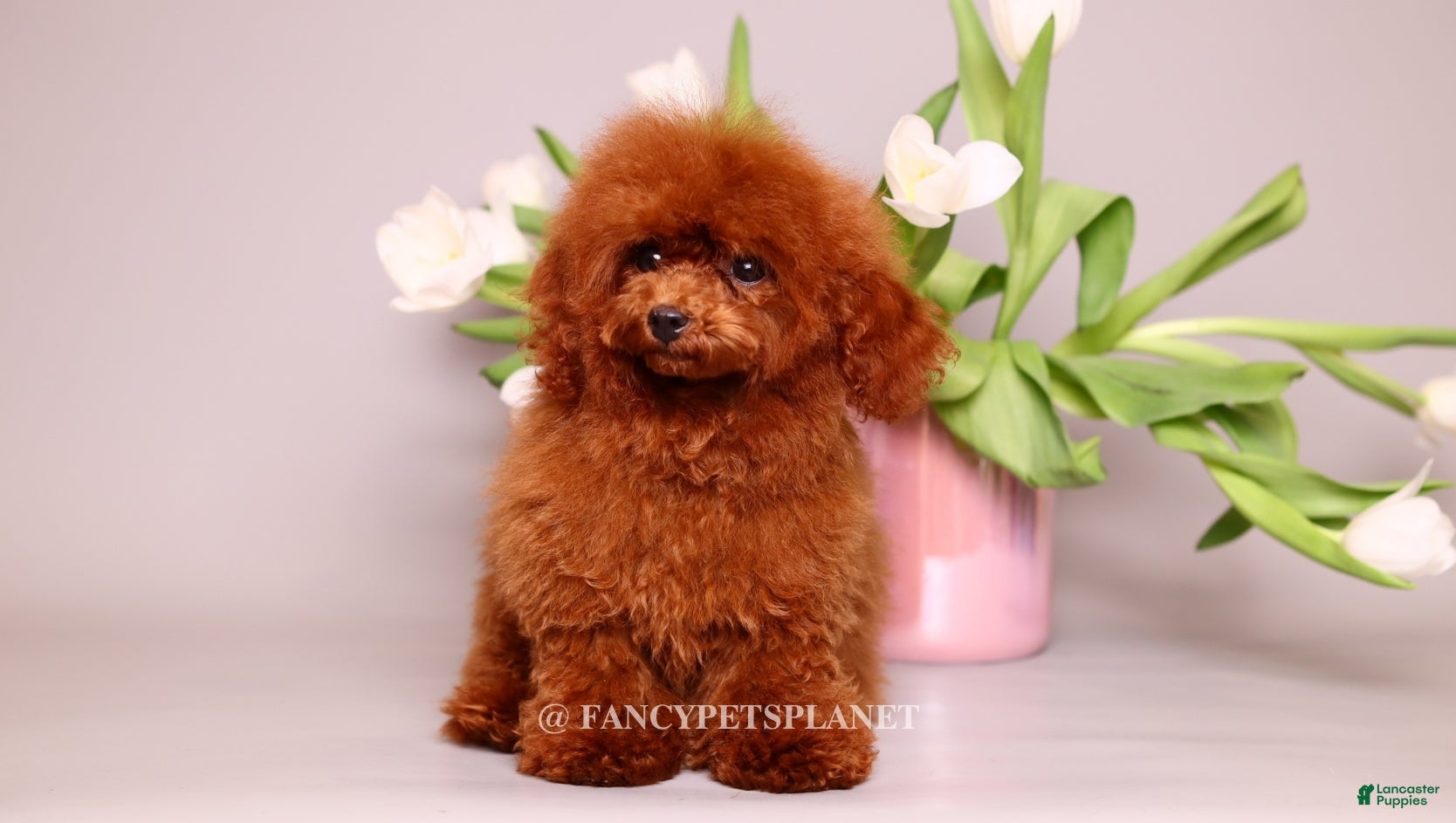 Toy Poodle dogs Darling  - Ad 2