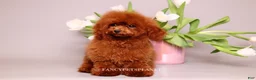 Toy Poodle dogs for sale: Darling  - Ad 2