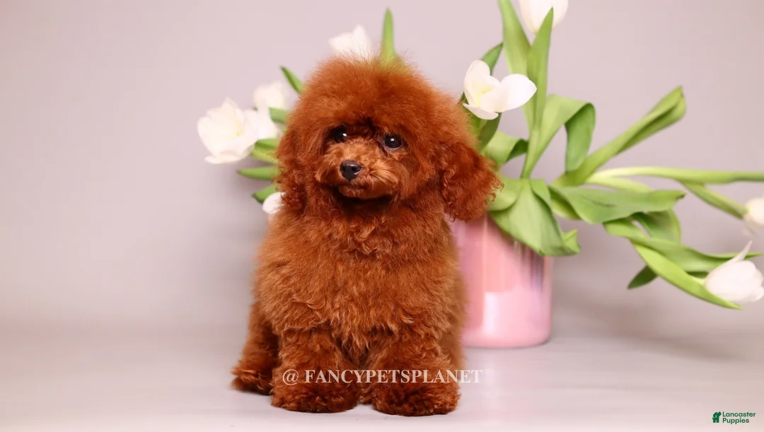 Toy Poodle dogs for sale: Darling  - Ad 2