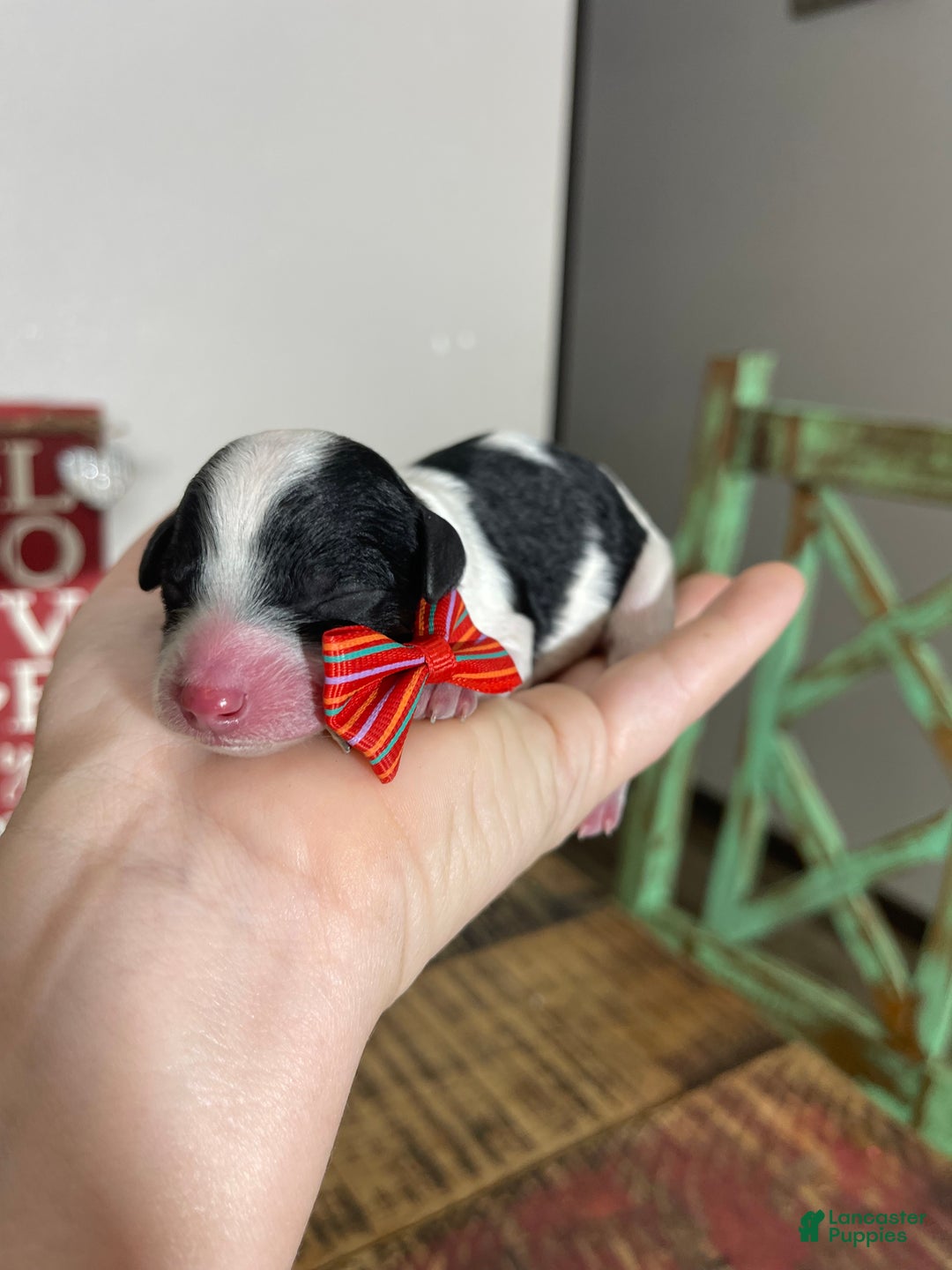 Miniature Poodle dogs for sale: Akc Clear Tri Red Bow - Ad 6