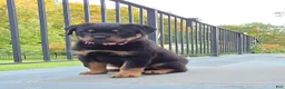 Rottweiler dogs for sale: Rottweiler 1 - Ad 4