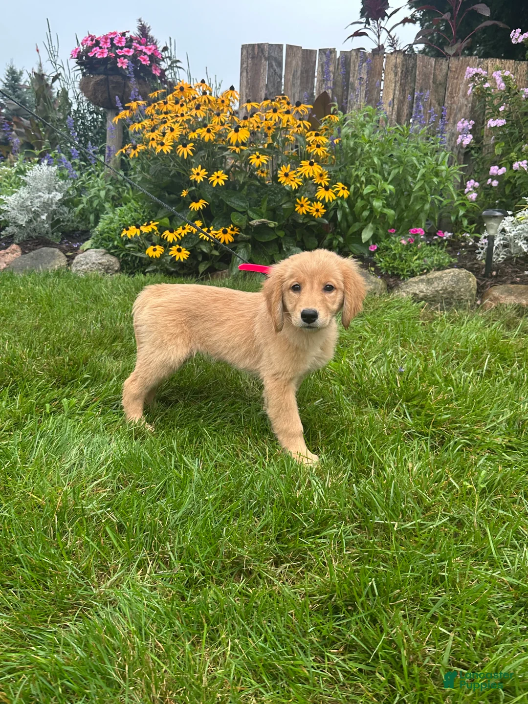 Golden Retriever dogs for sale: Golden Retriever 8 - Ad 2