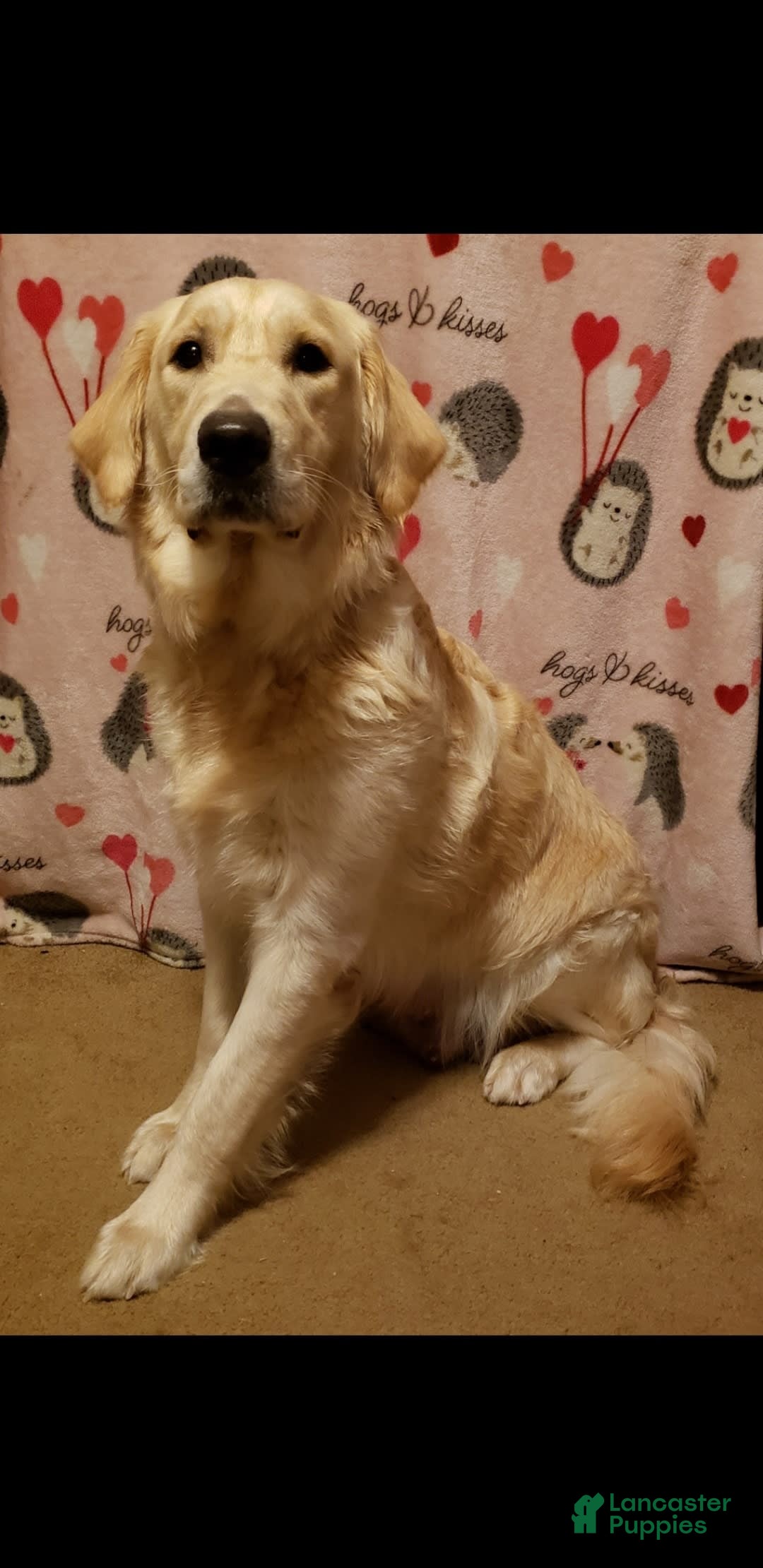 Gallery Image {{count}}