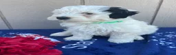 Mini Bernedoodle dogs for sale: Bailey - Ad 3